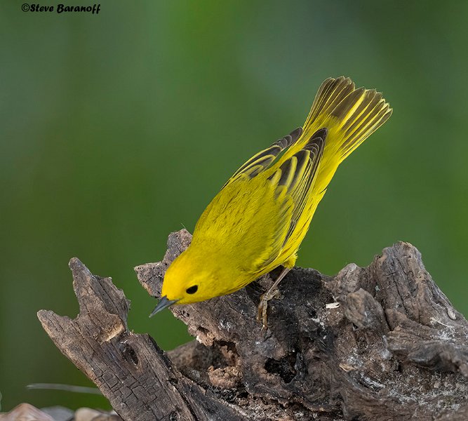_B234908 yellow warbler.jpg